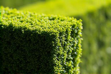 Close up of perfectly squared hedge trimming